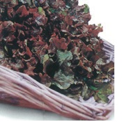 LETTUCE RED OAKLEAF